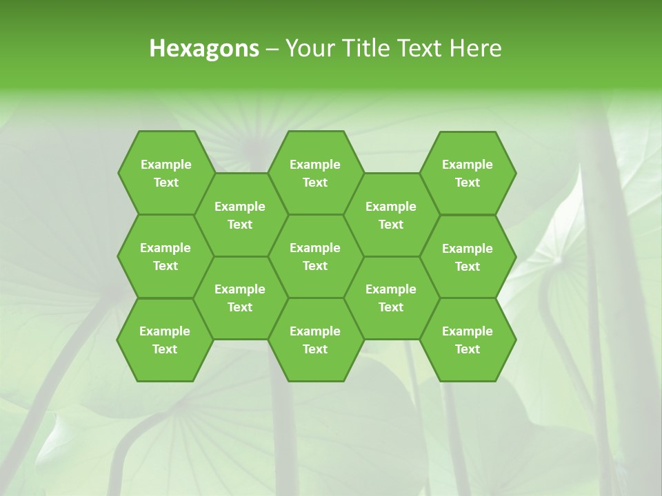 Background Waterlily Nelumbo_Nucifera PowerPoint Template