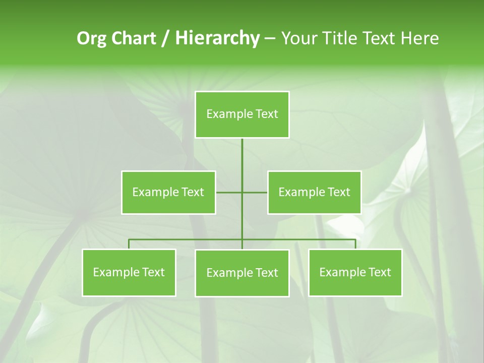 Background Waterlily Nelumbo_Nucifera PowerPoint Template