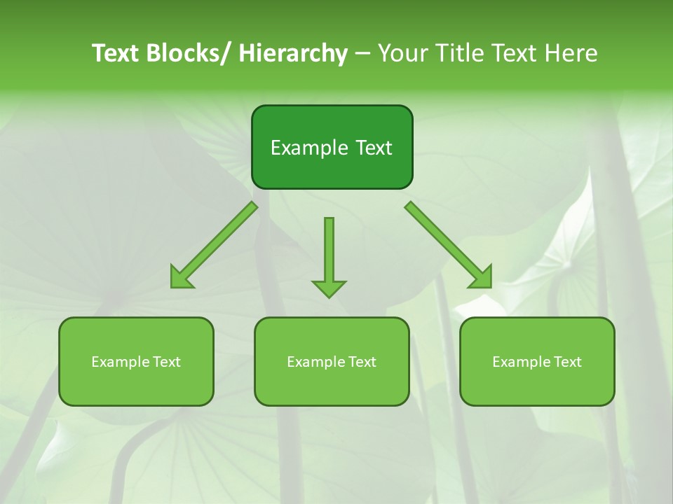 Background Waterlily Nelumbo_Nucifera PowerPoint Template