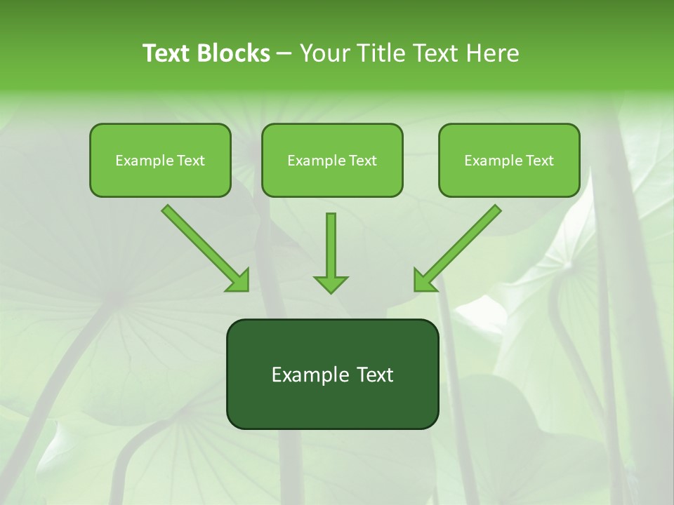 Background Waterlily Nelumbo_Nucifera PowerPoint Template