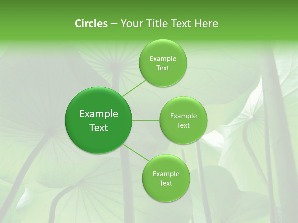 Background Waterlily Nelumbo_Nucifera PowerPoint Template