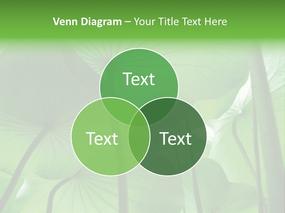 Background Waterlily Nelumbo_Nucifera PowerPoint Template