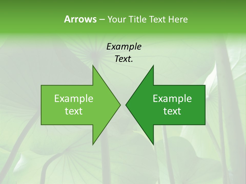 Background Waterlily Nelumbo_Nucifera PowerPoint Template