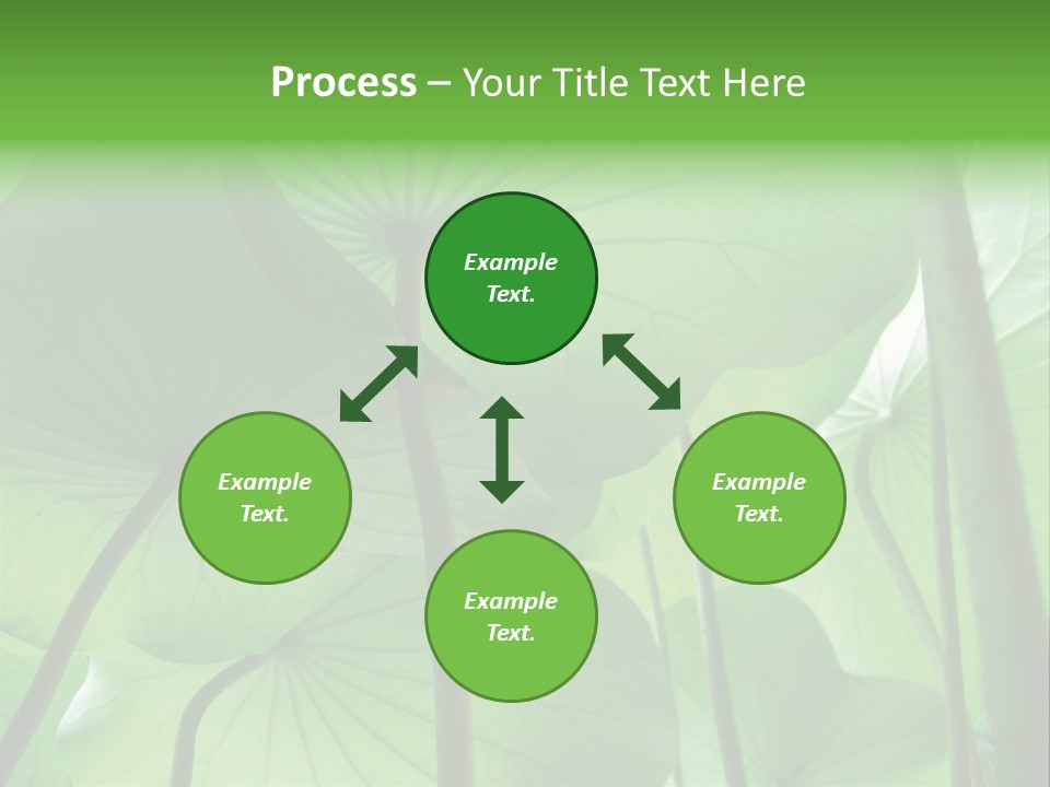 Background Waterlily Nelumbo_Nucifera PowerPoint Template