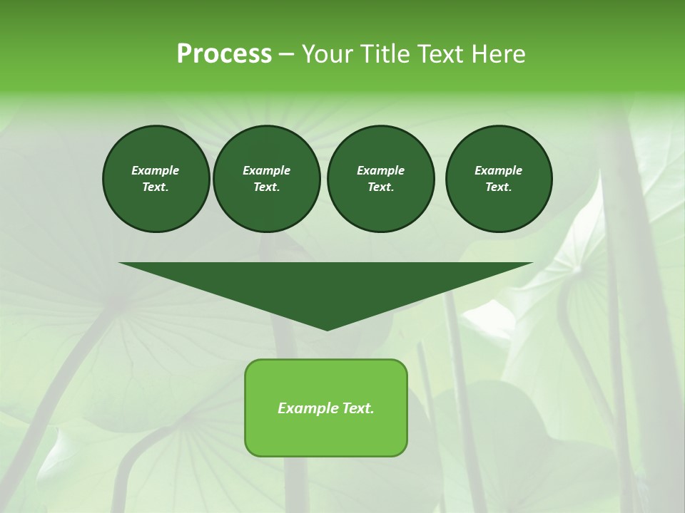 Background Waterlily Nelumbo_Nucifera PowerPoint Template