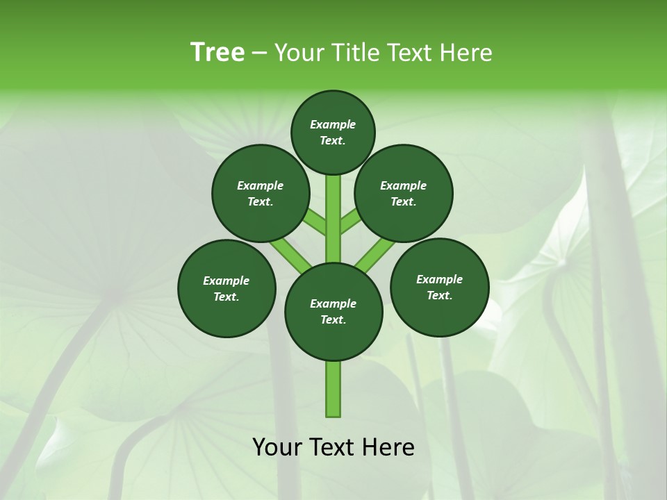 Background Waterlily Nelumbo_Nucifera PowerPoint Template