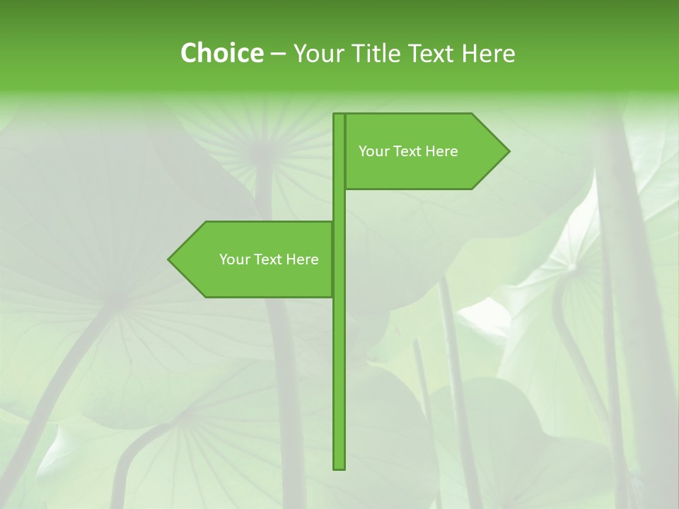 Background Waterlily Nelumbo_Nucifera PowerPoint Template