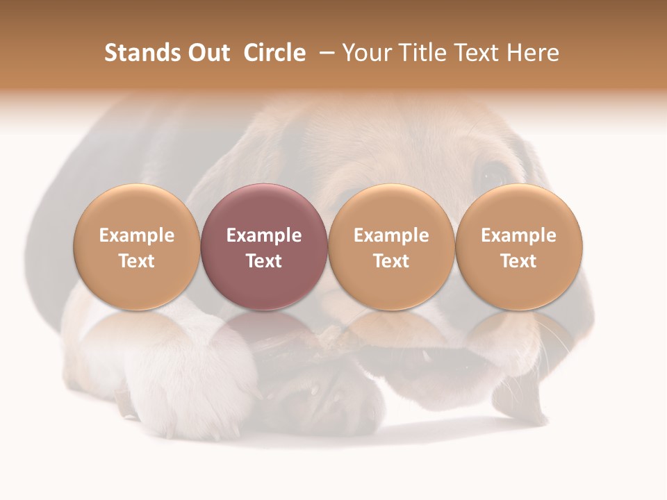 A Dog Laying Down With A Bone In Its Mouth PowerPoint Template