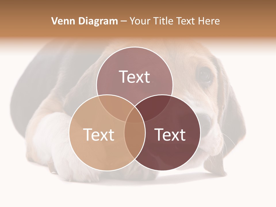 A Dog Laying Down With A Bone In Its Mouth PowerPoint Template