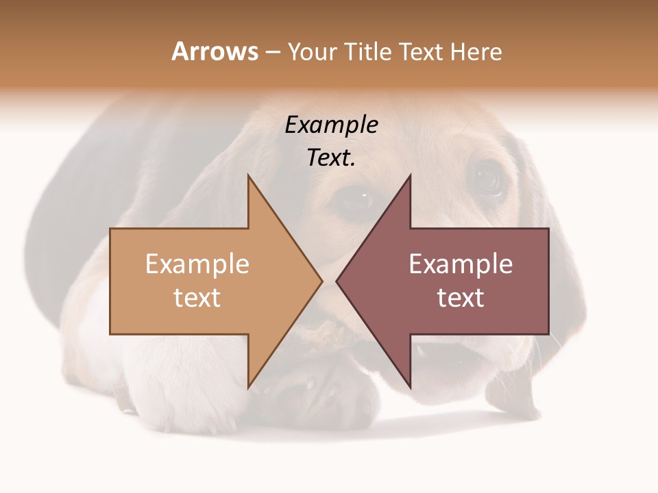 A Dog Laying Down With A Bone In Its Mouth PowerPoint Template