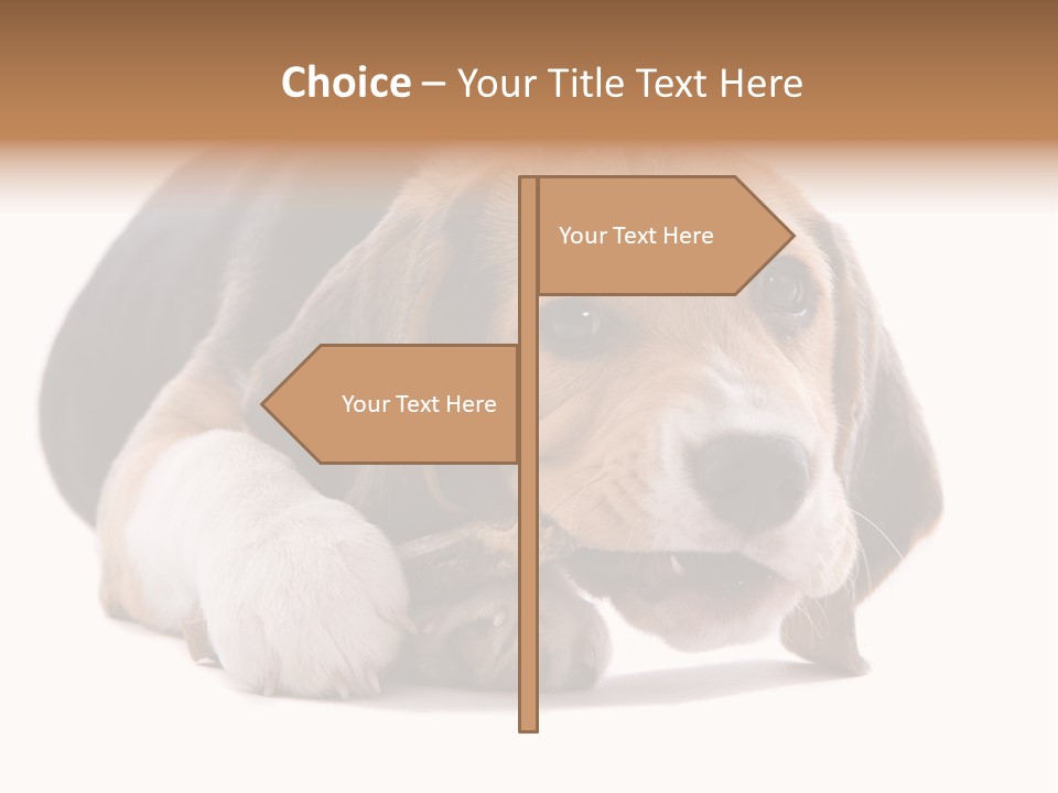 A Dog Laying Down With A Bone In Its Mouth PowerPoint Template