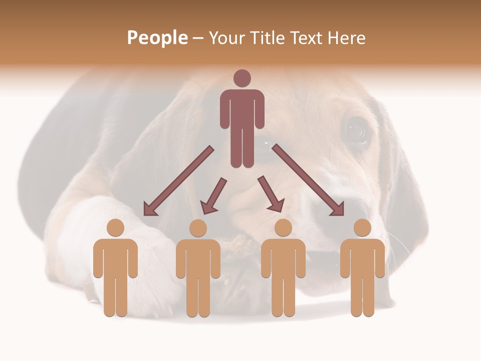 A Dog Laying Down With A Bone In Its Mouth PowerPoint Template