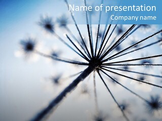 Frosty Natural Frost PowerPoint Template
