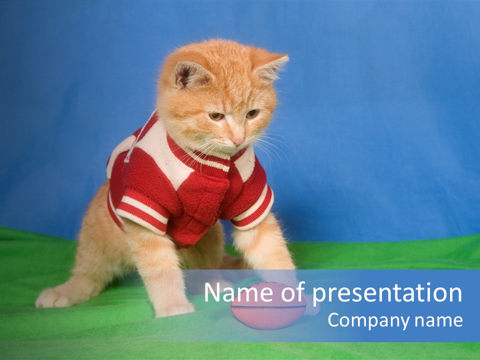 Football Humorous Mammal PowerPoint Template