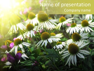 Foliage Blossoms White PowerPoint Template