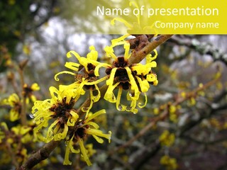 Hamamelis Witchhazel Blossom PowerPoint Template