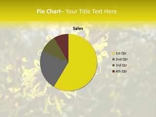 Hamamelis Witchhazel Blossom PowerPoint Template