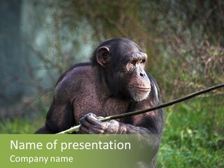 Chimp Furry Wild PowerPoint Template