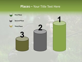 Chimp Furry Wild PowerPoint Template