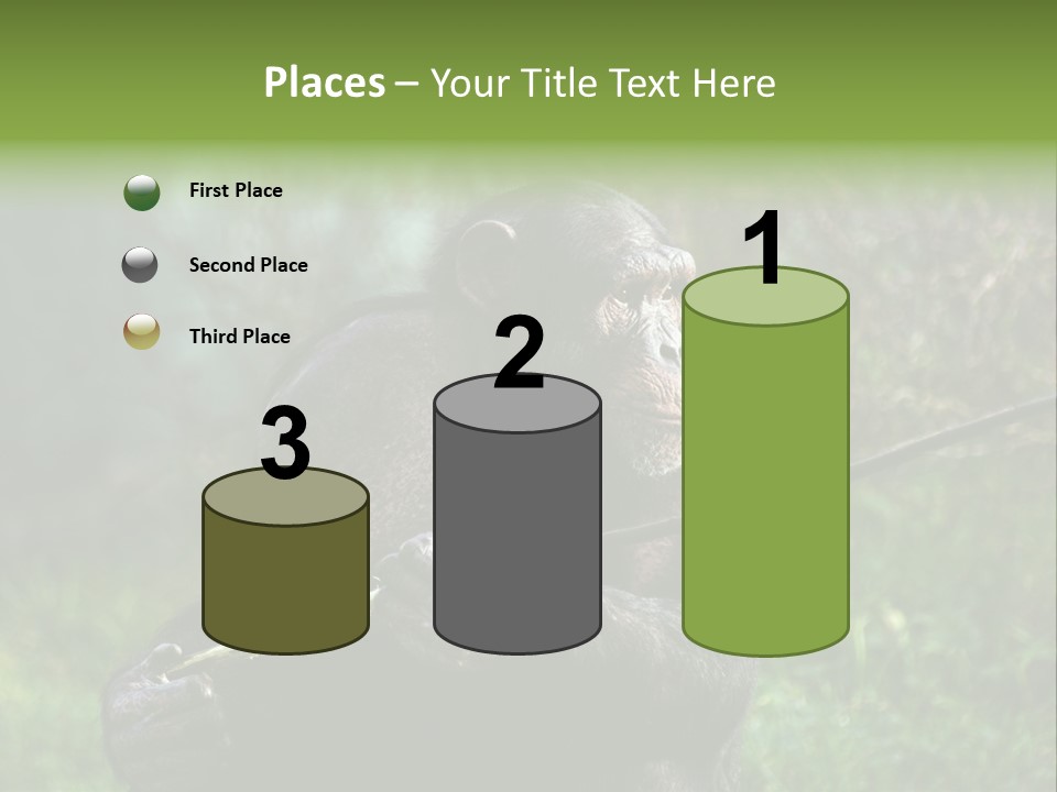Chimp Furry Wild PowerPoint Template