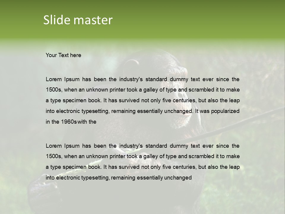 Chimp Furry Wild PowerPoint Template