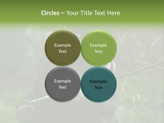 Chimp Furry Wild PowerPoint Template