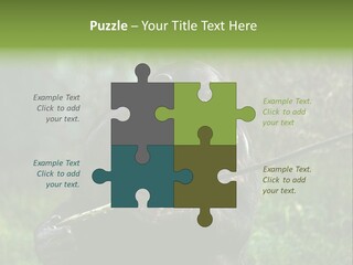 Chimp Furry Wild PowerPoint Template