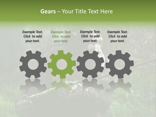 Chimp Furry Wild PowerPoint Template