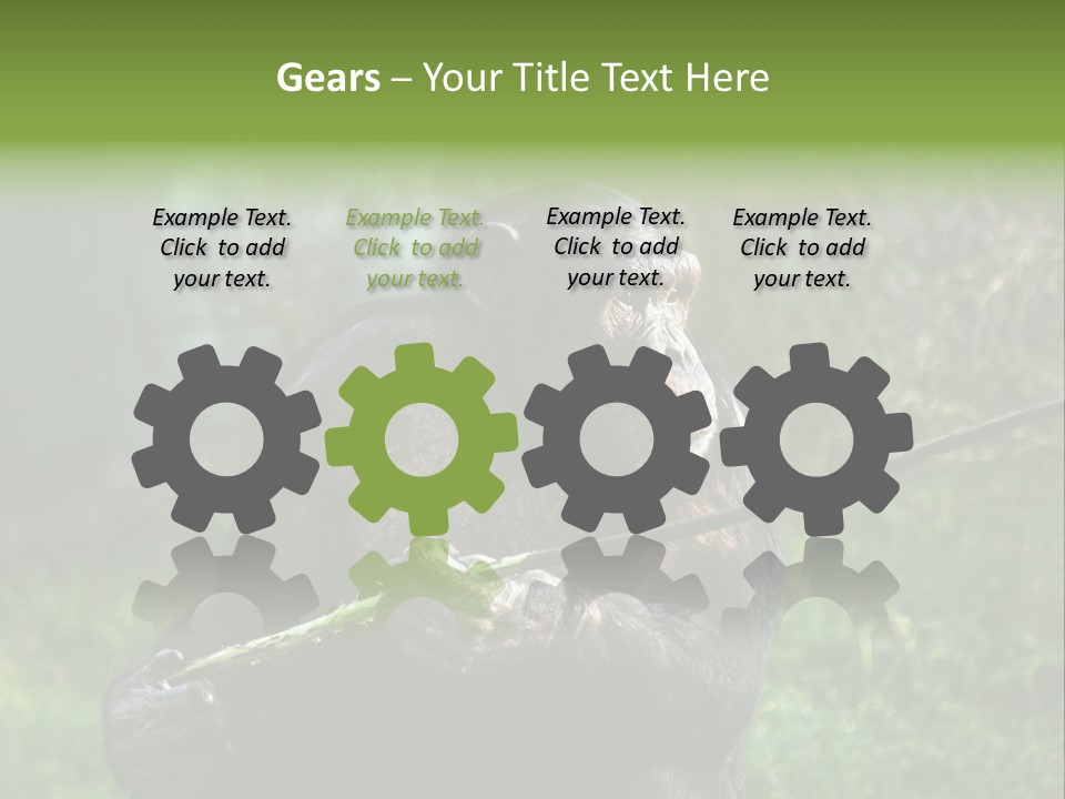 Chimp Furry Wild PowerPoint Template