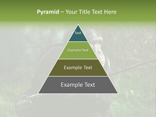 Chimp Furry Wild PowerPoint Template