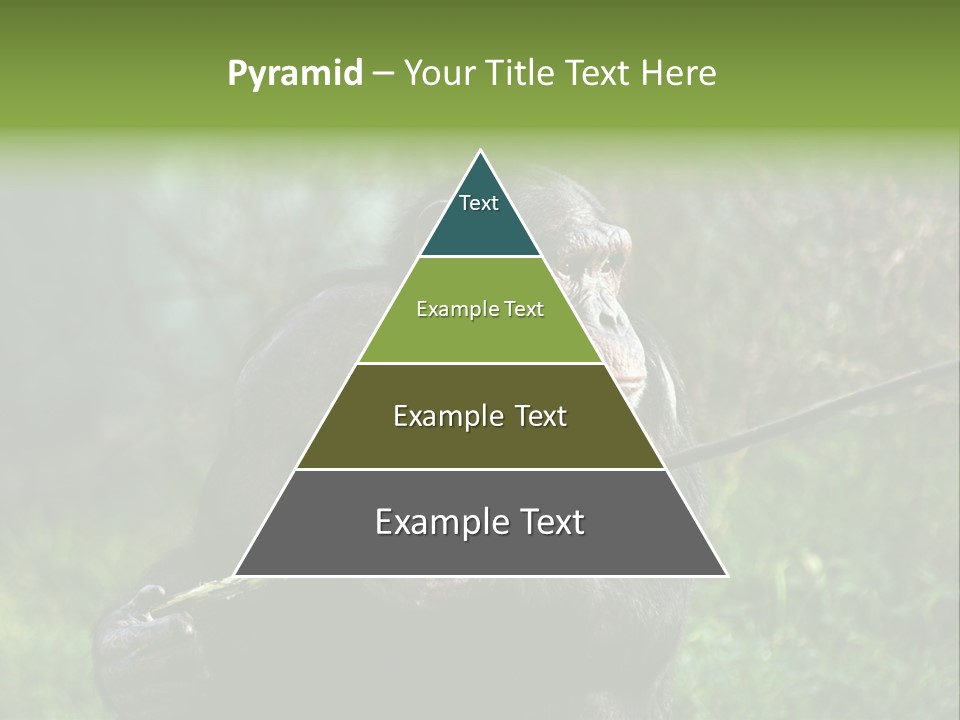 Chimp Furry Wild PowerPoint Template