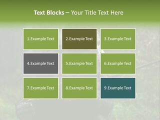 Chimp Furry Wild PowerPoint Template