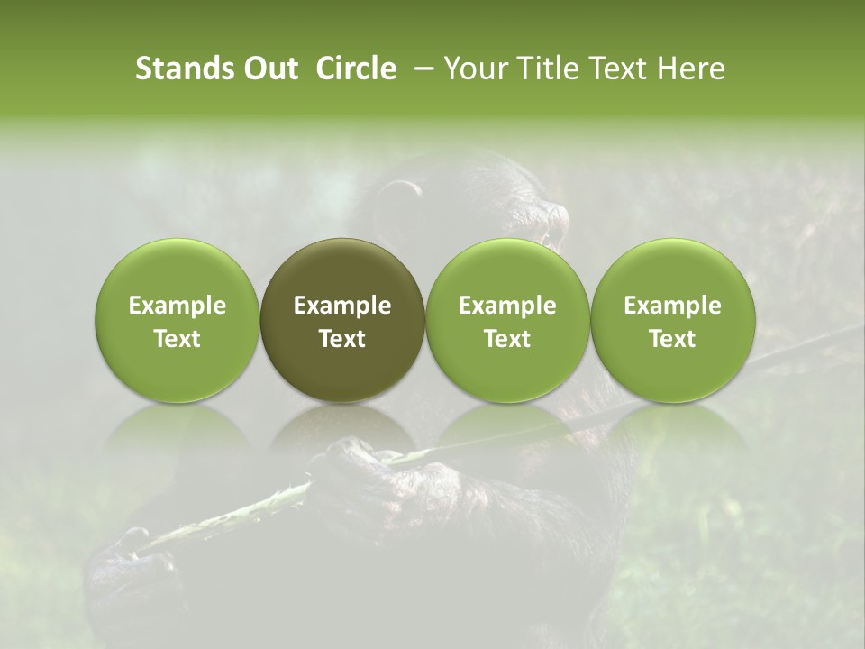 Chimp Furry Wild PowerPoint Template