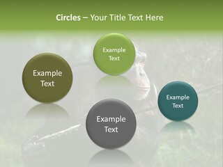 Chimp Furry Wild PowerPoint Template