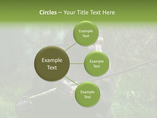 Chimp Furry Wild PowerPoint Template