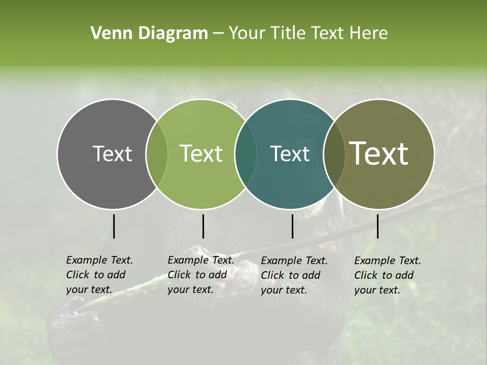 Chimp Furry Wild PowerPoint Template