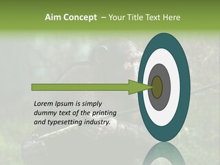 Chimp Furry Wild PowerPoint Template