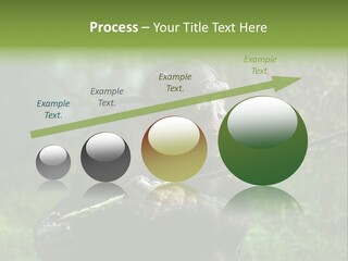 Chimp Furry Wild PowerPoint Template