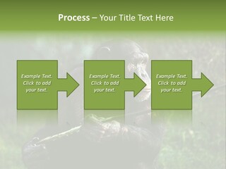 Chimp Furry Wild PowerPoint Template