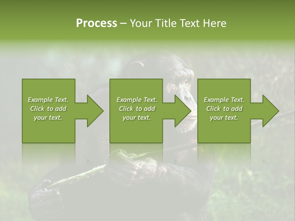 Chimp Furry Wild PowerPoint Template