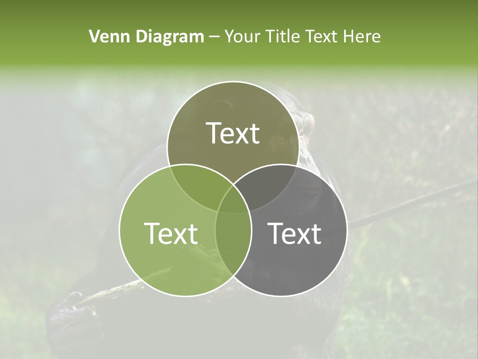 Chimp Furry Wild PowerPoint Template