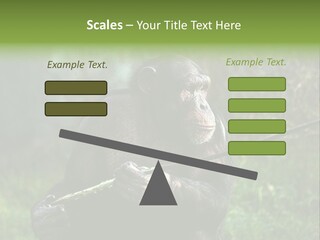 Chimp Furry Wild PowerPoint Template