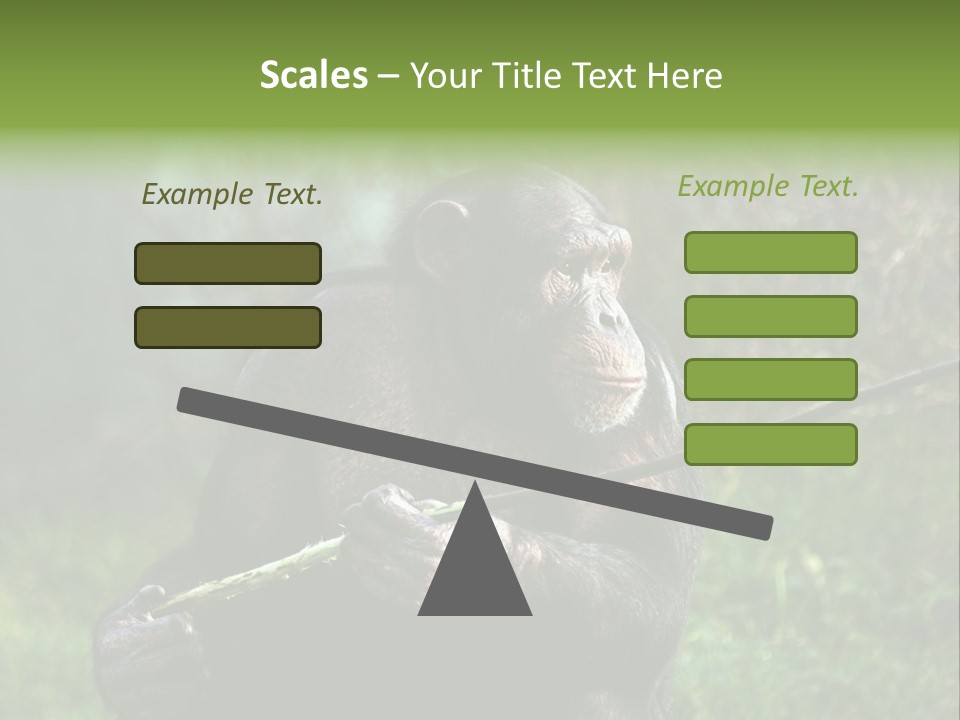 Chimp Furry Wild PowerPoint Template