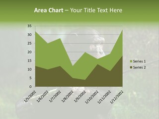 Chimp Furry Wild PowerPoint Template