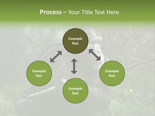 Chimp Furry Wild PowerPoint Template