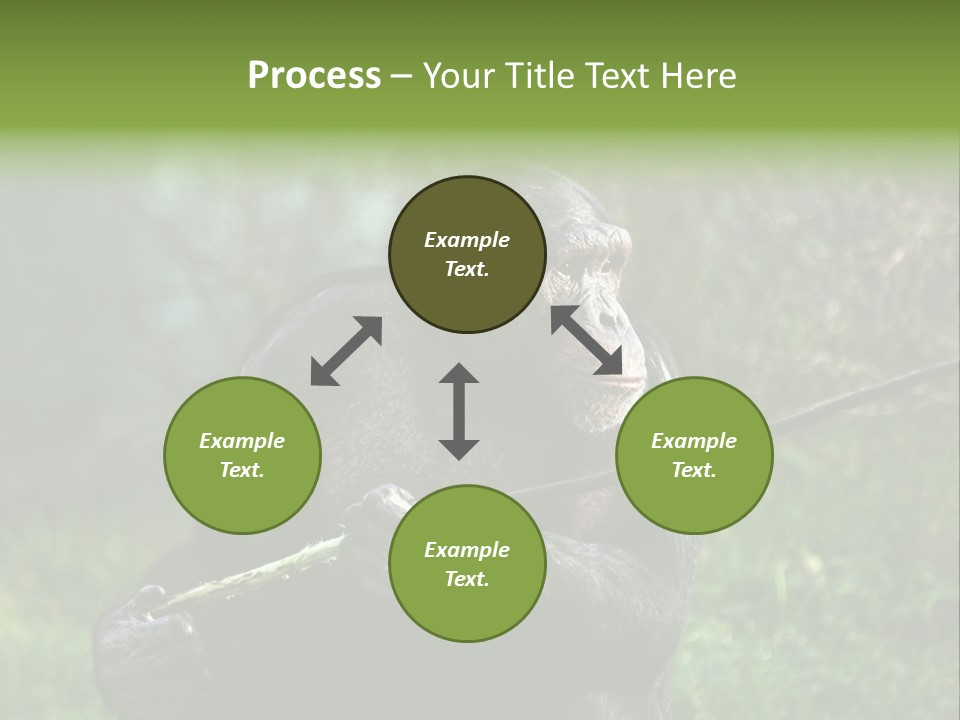 Chimp Furry Wild PowerPoint Template