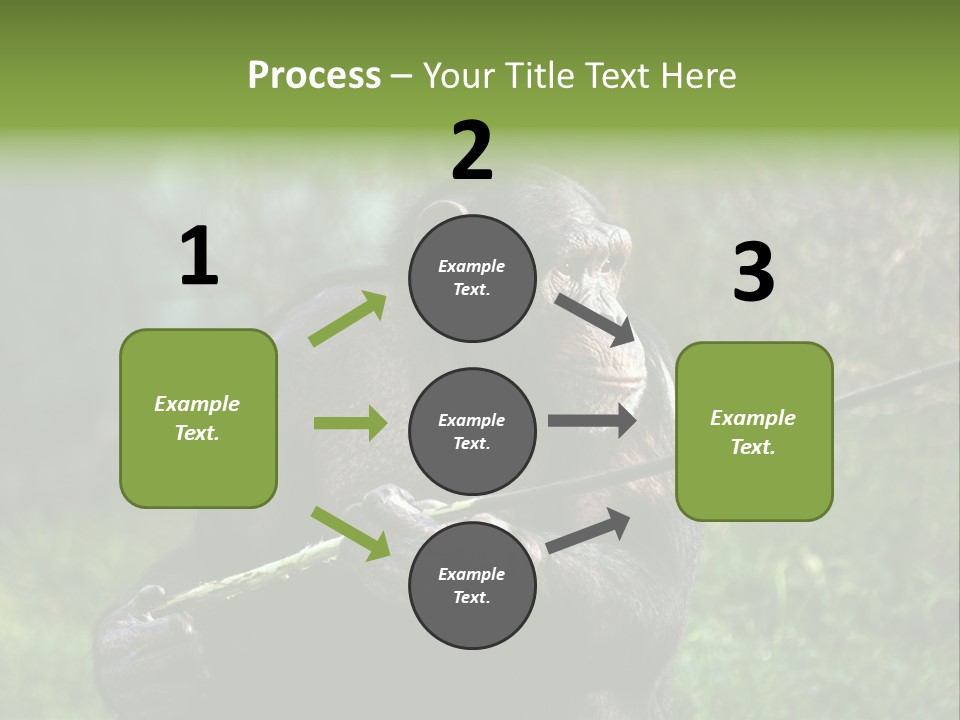 Chimp Furry Wild PowerPoint Template