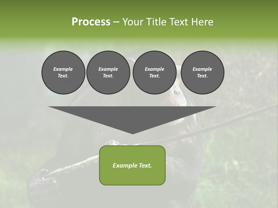 Chimp Furry Wild PowerPoint Template
