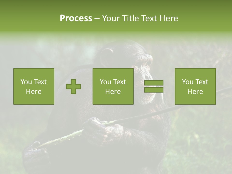 Chimp Furry Wild PowerPoint Template