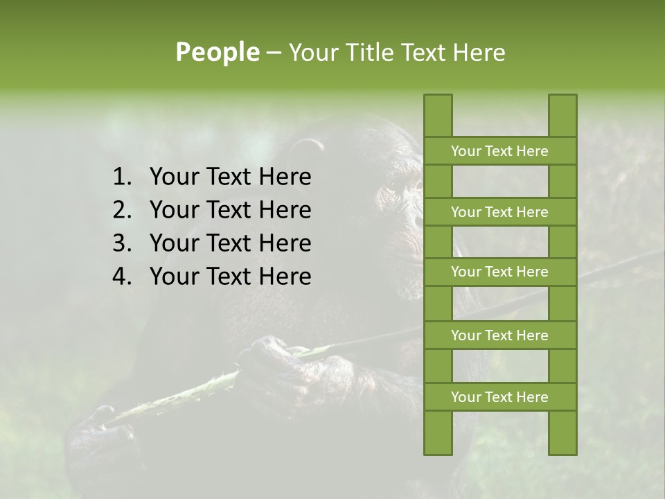 Chimp Furry Wild PowerPoint Template